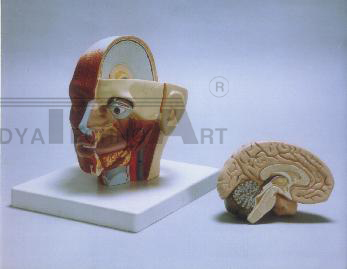 Human Head (2 Parts)